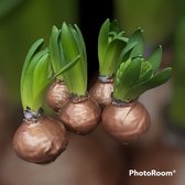 5 x Wax Hyacinten | koper | grote bloem | gardenlovers