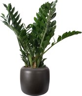 Hellogreen Kamerplant - Zamioculcas - 80 cm - ELHO Pure Beads Small Walnootbruin