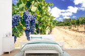 Behang - Fotobehang Paarse druiven op een Australische wijnstok - Breedte 330 cm x hoogte 220 cm