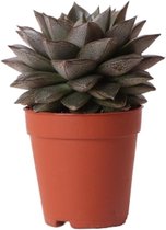Kolibri Greens | Groene plant - Succulent Echeveria Purpusorum - potmaat Ø9cm