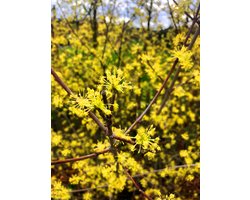 Cornus mas - Kornoelje-Gele Kornoelje 40-60 cm in pot