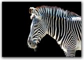 Dibond - Dieren - Wildlife / Zebra in wit / zwart - 120 x 180 cm.