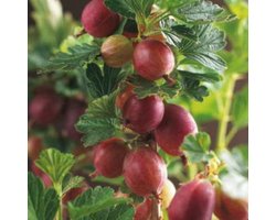 Ribes u.-c. 'Hinnonmaki Röd' - Stekelbes - kruisbes in pot