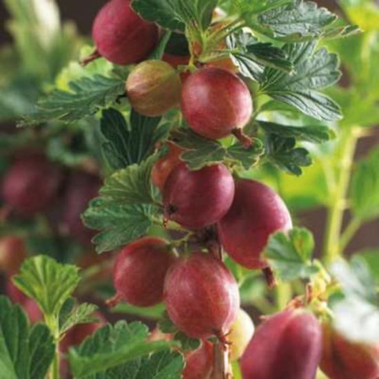 RIBES U.-C. 'HINNONMAKI RÖD' - groseille - groseille en pot