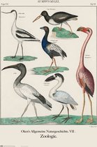 Grupo Erik Vintage Birds  Poster - 61x91,5cm