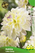 3 knollen DAHLIA DECORATIEF LAKE CAREY