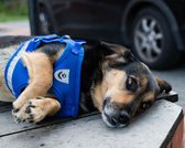 Reflecterend harnas voor kleine honden + leiband L - Blauw