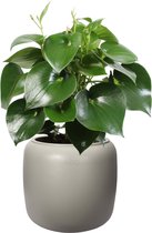 Pannenkoekenplant XL in ELHO Pure Beads Pot - Beige - Hoogte ↕ 50cm - Pot ∅ 39,2cm