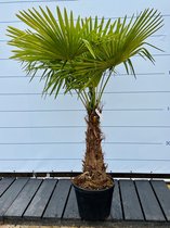 Sunnytree - Palmboom - Trachycarpus fortunei - Winterharde Palmboom voor buiten - Hoogte: 180 cm