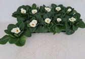 Voorjaarsbloemen: Primula Acaulis Wit 12 stuks