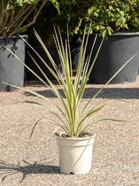 Plantenwinkel Cordyline Australis Dazzler 65 cm kamerplant