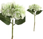 Hydrangea Flower groene hortensia prikker