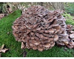 ToshiFarm Broed voor Eikhaas - 50 gram - Zelf Eikhaas kweken - Broed voor Eikhaas Kweekset - Maitake kweken - Maitake Kweekset