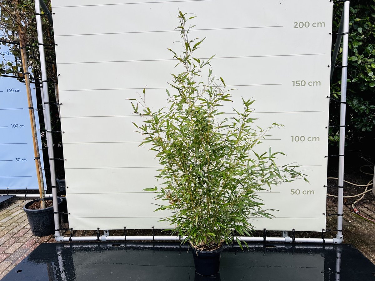 Bamboe Bamboe Spectabilis Bamboe plant Winterhard Pot ⌀ 32cm