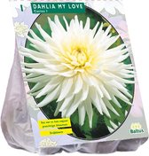 Baltus Dahlia Cactus My Love bloembol per 1 stuks