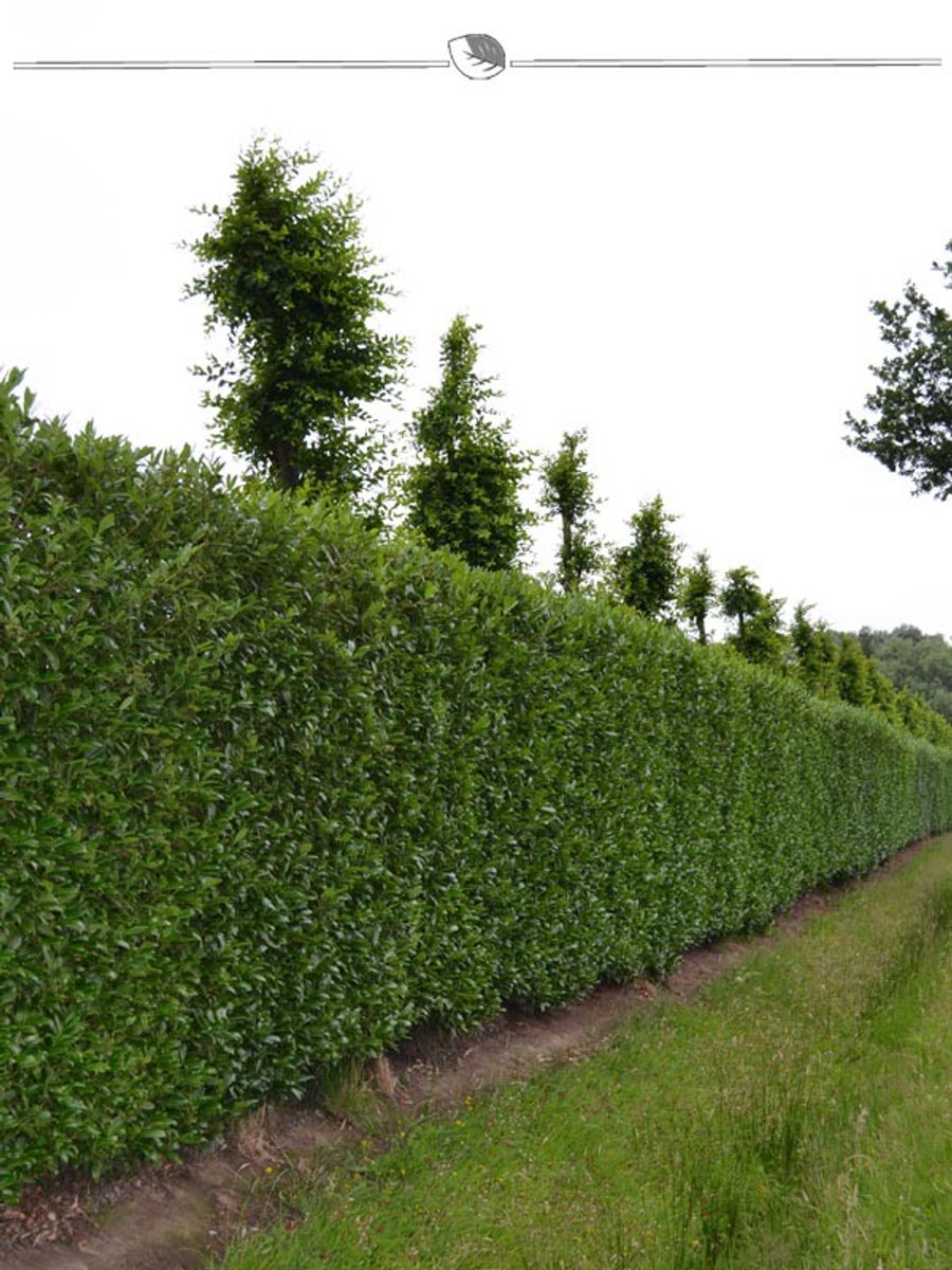 Laurier Prunus Caucasica 40-60 cm, 25x Haagplant