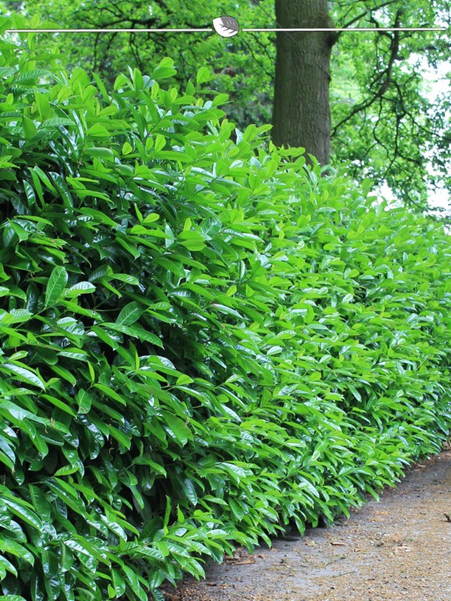 Laurier Prunus Novita 40-60 cm in Pot, 10x Haagplant