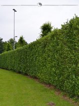 Laurier Prunus Caucasica 100-120 cm in Pot, 10x Haagplant