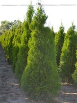 Westerse Levensboom Thuja Smaragd 100-120 cm in Pot, 30x Haagplant