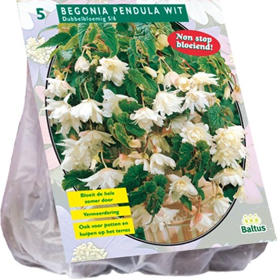 Plantenwinkel Begonia Pendula Wit bloembollen per 5 stuks