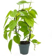 SIMPLYBLOOM.EU - Philodendron Scandens Micans Lime op rek