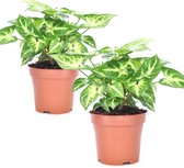 Plant in a Box - Syngonium 'Pixie' - Set van 2 - Pijlpuntplant - Snelgroeiende kamerplant met heldere bladkleuren - Pot 12cm - Hoogte 25-40cm