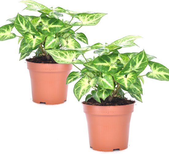 Plant in a Box - Syngonium 'Arrow' - Set van 2 kamerplanten - Pot ⌀12cm - Hoogte ↕ 25-35cm