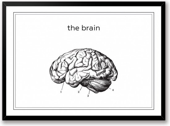 Le cerveau affiche en noir et blanc du cerveau | anatomie du dessin au trait | décoration murale | Allongé 50 x 40 cm