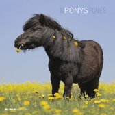 Ponys 2022 30x30