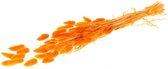 Boeket gedroogd lagurus Oranje - 60 cm - Verse droogbloemen - GRATIS verzending