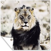 Affiche de Jardin Animaux sauvages - Lion - Zwart - 200x200 cm