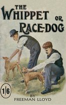 The Whippet or Race Dog