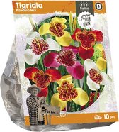 Baltus Tigridia Pavonia Mix bloembollen per 10 stuks