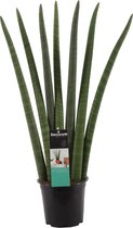 Sansevieria Cylindrica Fan - Hoogte: ↑ 70 cm -