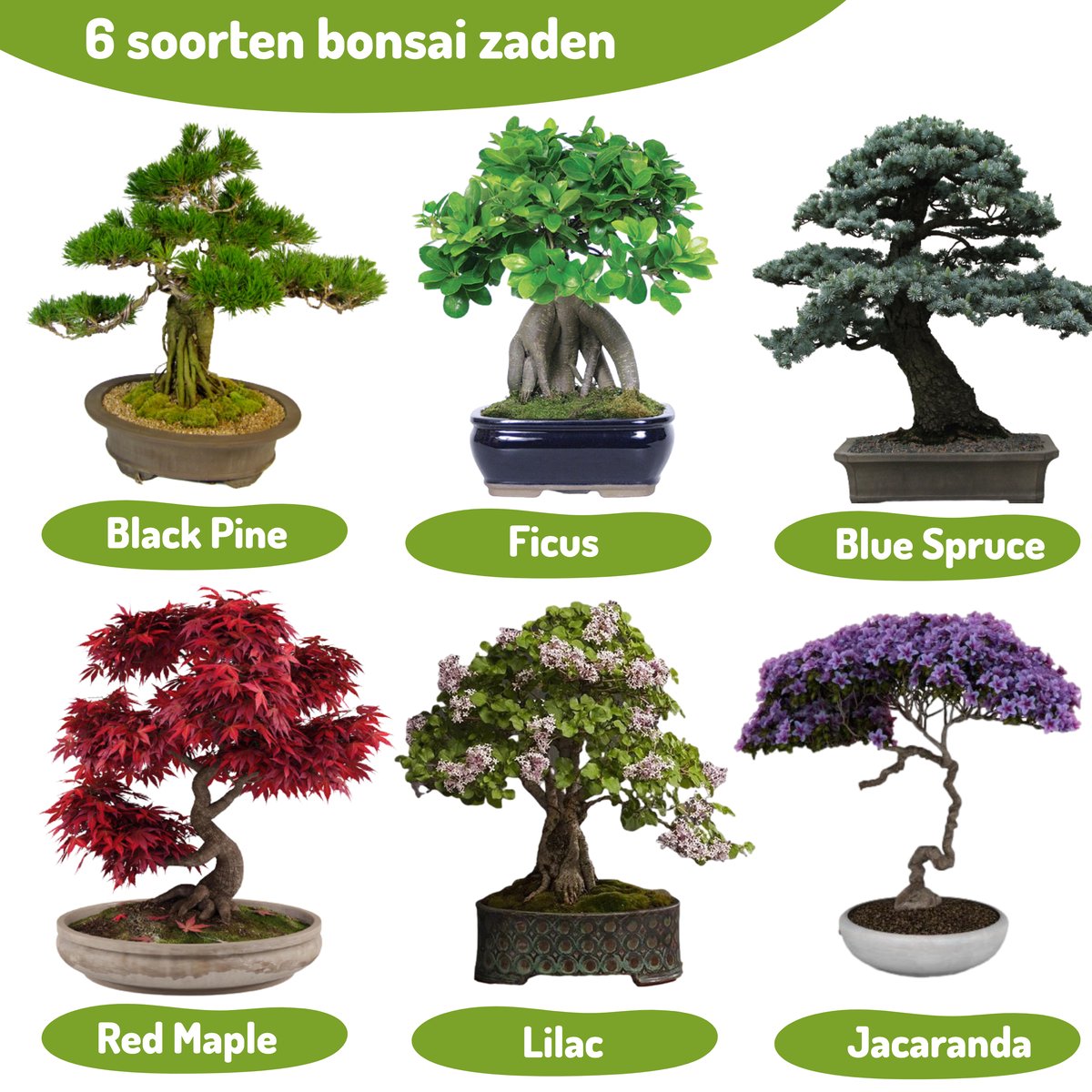 Bonsai zaden 6 soorten Incl. eBook Kweekset Boompje in Pot