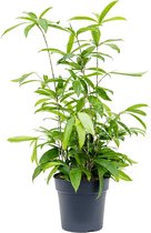 Kamerplant van Botanicly – Drakenboom – Hoogte: 50 cm – Dracaena surculosa