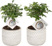 Bonsai van Botanicly – 2 × Bonsai mix – Hoogte: 20 cm