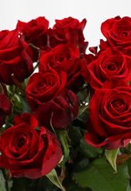 Red Eagle Rozen - Rode rozen - 12 stuks - 70 centimeter lang - Vers van kweker
