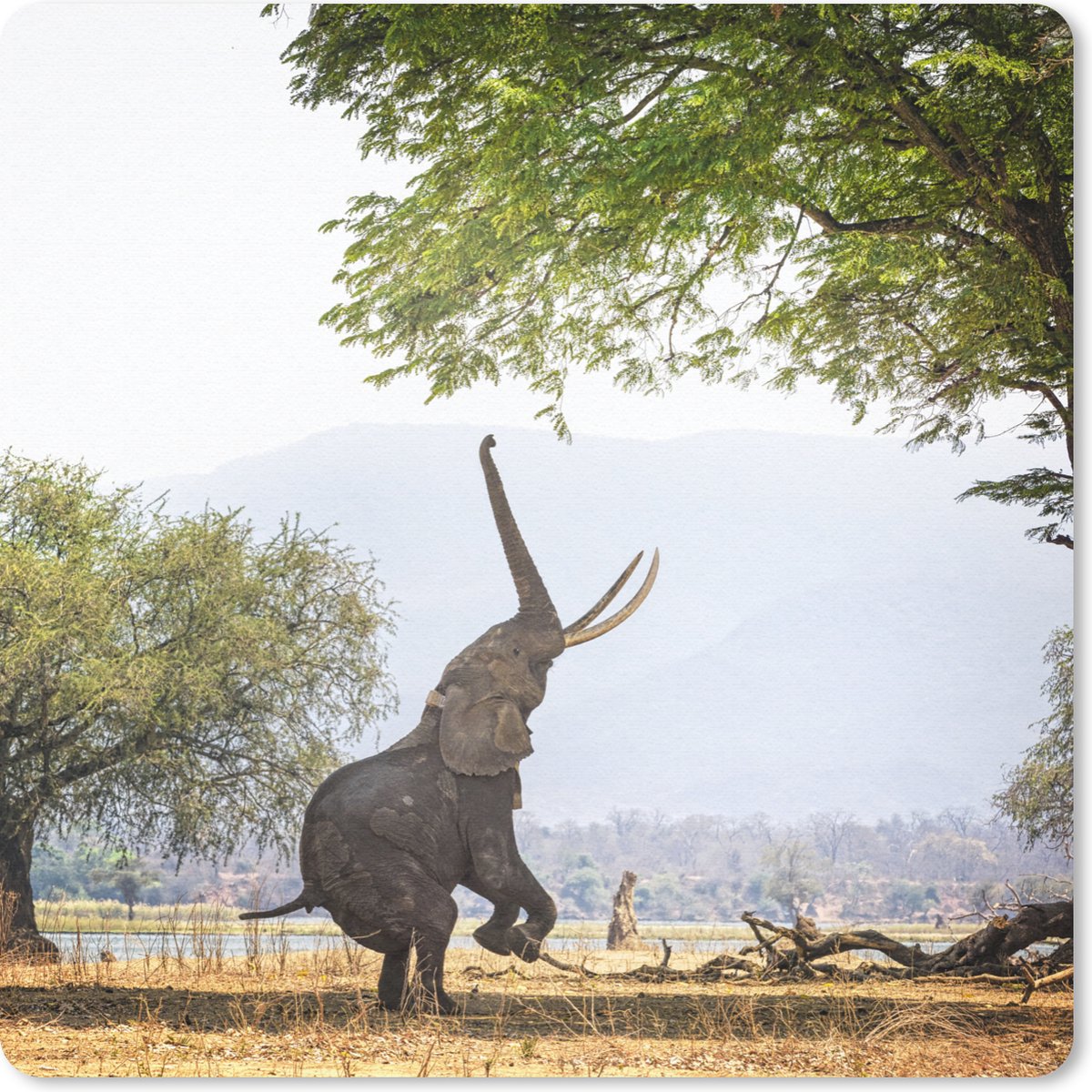 Muismat 30x30 cm - Mousepad Reikende olifant in Zimbabwe - Muismatten