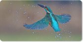 Bureau onderlegger - Muismat - Bureau mat - IJsvogel - Vliegen - Blauw - 80x40 cm