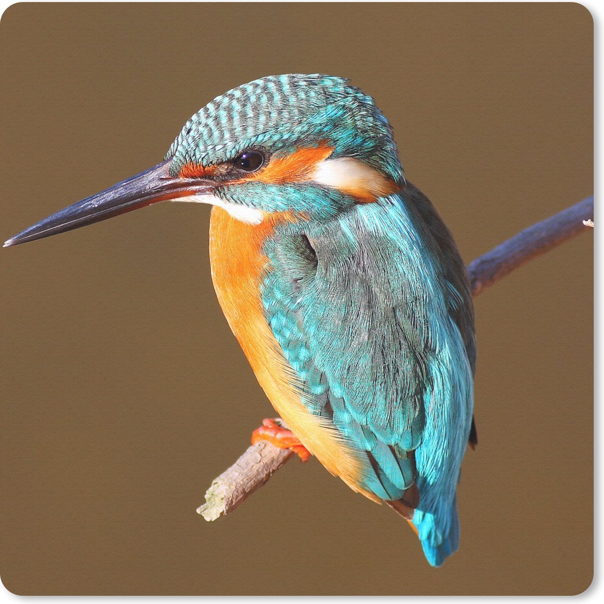 Muismat 30x30 cm - Mousepad IJsvogel - Takken - Kleurrijk - Muismatten
