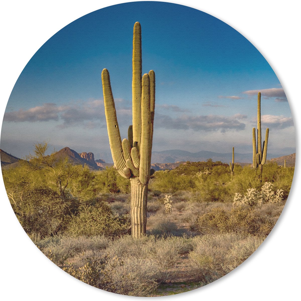 Muismat - Mousepad - Rond - Cactus bij zonsondergang in Arizona - 30x30 cm - Ronde muismat
