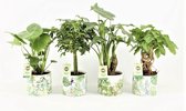 Tropic Mix in Jungle Keramiek ↨ 30cm - 4 stuks - hoge kwaliteit planten