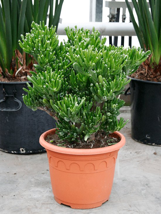 Plantenwinkel Crassula horntree M kamerplant