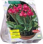 Baltus Canna groenblad Roze Indisch bladriet bloembollen per 3 stuks