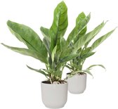 Kamerplanten van Botanicly – 2 × Flamingoplant in witte ELHO plastic pot als set – Hoogte: 55 cm – Anthurium Jungle King