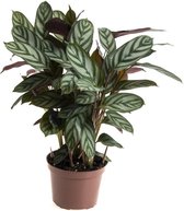 Bloem van Botanicly – Marantaceae – Hoogte: 20 cm – Calathea  Compactstar