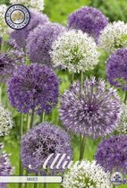 15 x Allium | Mixed