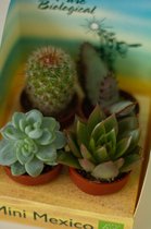 Mini cactus | mini Mexico | 4 stuks | Kamerplant