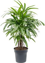 Rhapis excelsa M bamboepalm kamerplant
